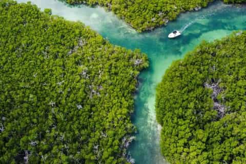 Turquoise Water and Palm Trees